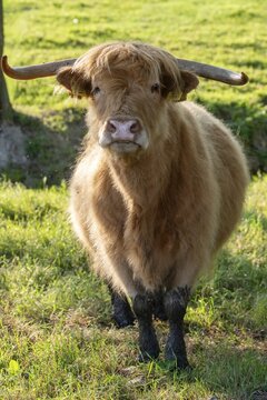 Artiodactyla, Bos Primigenius f. taurus, cattle, even-toed ungulate, highland cattle, kyloe, cloven-hoofed, cattle grazing, Scottish highland cattle, grazing, domesticated animals, extensive grazing, pet, high size, portrait, highland cattle, mammals, cattle, mammals, pasture