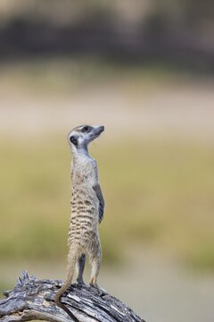 Suricate (Suricata suricatta). Also called Meerkat. Guard on the lookout. Kalahari Desert, Kgalagadi Transfrontier Park, South Africa