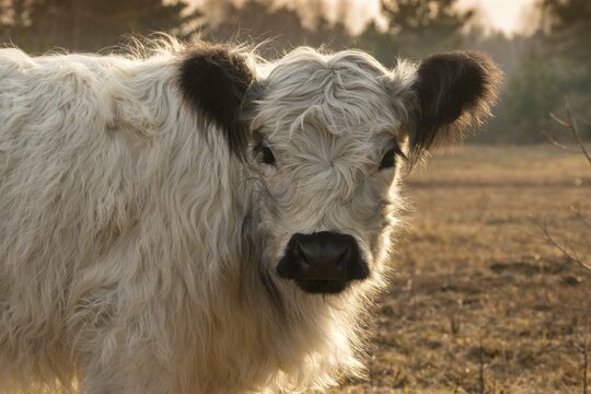 Artiodactyla, Bos Taurus sspec.4, cattle, even-toed ungulate, galloway cattle, galloway cattle, cloven-hoofed, domesticated animals, extensive grazing, pet, heather care, mammals, cattle, mammals