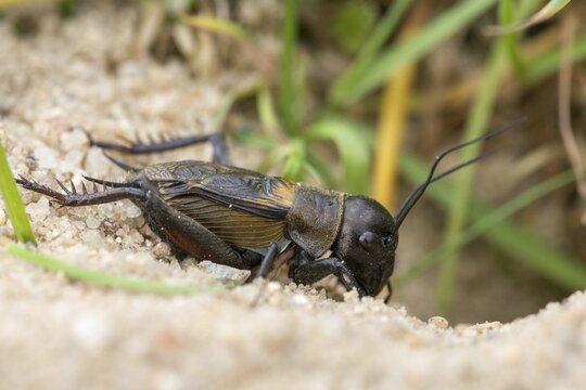 Field cricket, Gryllus campestris, ensifera, field cricket, crickets, insects, insects, long-feeler scare