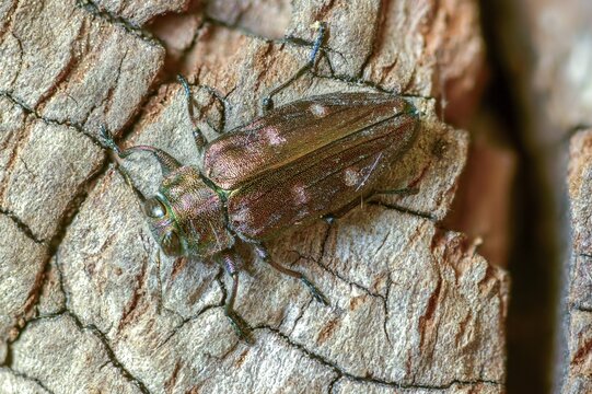 Chrysobothris affinis, gold pit oak splendour beetle, goldmine oak beetle, golddot hardwood beetle, beetle, coleoptera, insects, beetles