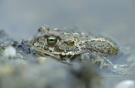 Brandenburg, Bufo Calamita, Germany, Epidalea Calamita, Toad, Nabu, Nabu Project, National Natural Heritage, Natterjack Toad, natural paradise Gr&uuml;nhaus, amphibians, amphibians, post-mining landscape, green house, amphibians