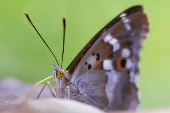 Apatura ilia, small Schiller butterfly, Lesser purple emperor, butterfly, insects, butterflies, butterflies, butterflies