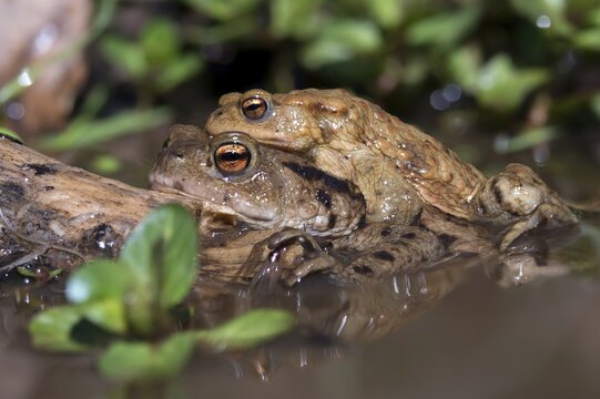 Bufo bufo, common toad, toad, amphibians, amphibians, early spawning season, amphibians, mating season, spring
