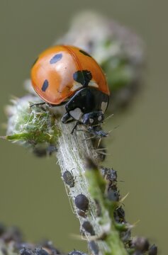 Coccinella septempunctata, seven-point, seven-spotted ladybird, beetle, aphid, coleoptera, high size, vertical format, insects, beetles, food, feeding, seven-spot ladybird, seven-spotted ladybug