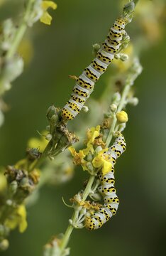 Cucullia lychnitis, grey-pollinated woolly monk, Shargacucullia lychnitis, later mullein monk, striped lychnis, high size, portrait, inchworm, insects, moths, moths, moths, caterpillar, butterflies