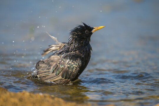 Star, Starling, Sturnus Vulgaris, Bath, Bird Bath, Birds, Passeri, Songbirds, Potion, Birdbath, Birds, Watering Place