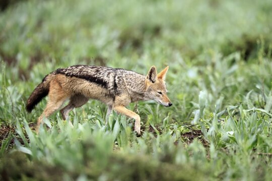 Black-backed jackal (Lupulella mesomelas), adult, stalking, alert, foraging, Kruger National Park, South Africa