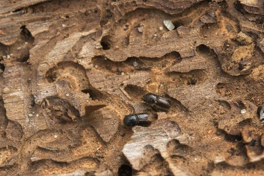 Letterpress, curculionidae, European spruce bark beetle, spruce bark beetle, large eight-toothed spruce bark beetle, ips typographus, weevils, beetles, bark beetles, coleoptera, insects, beetles