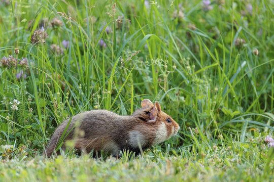 A European hamster (Cricetus cricetus) collects herbs, grass and blossoms in a green meadow. Vienna, Austria