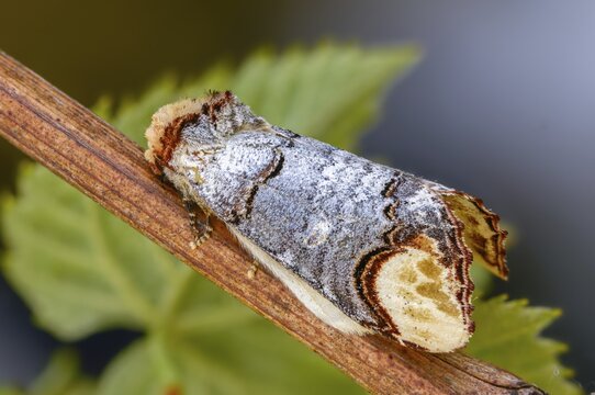 Buff tip, moonspot, moonbird, phalera bucephala, insects, moths, moths, butterflies