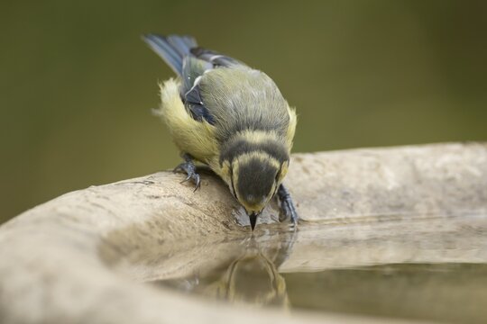 Blue tit (Cyanistes caeruleus) adult garden bird drinking water from a bird bath, England, United Kingdom