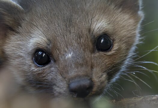 Portrait of a stone marten (Martes foina) at its sleeping spot, close-up, eyes, July, Denmark
