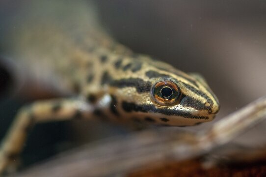 Lissotriton vulgaris meridionalis, Lissotriton vulgaris schreiberi, Schreiber's pond newt, smooth newt, pond newt spec., amphibians, caudata, amphibians, amphibians, amphibians, amphibians, amphibians, amphibians, amphibians, amphibians, amphibians, caudata, amphibians, amphibians, amphibians, amphibians, amphibians, amphibians, amphibians, amphibians, amphibians, amphibians, amphibians, amphibians, amphibians, amphibians, amphibians, amphibians, amphibians, amphibians, amphibians, amphibians, amphibians