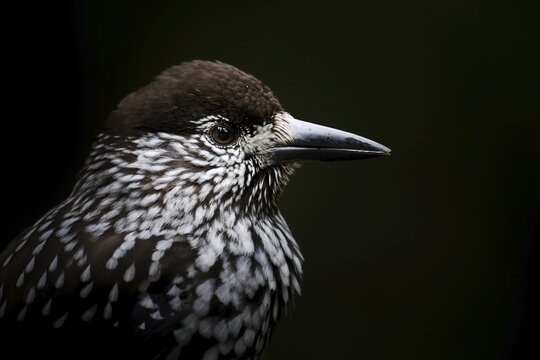 Portrait of the Nutcracker (Nucifraga caryocatactes), Canton Graub&uuml;nden, Switzerland