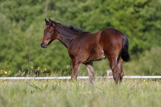 Young horse, foal (Equus ferus caballus) domestic horse, young large horse in a meadow, Schleswig-Holstein, Germany
