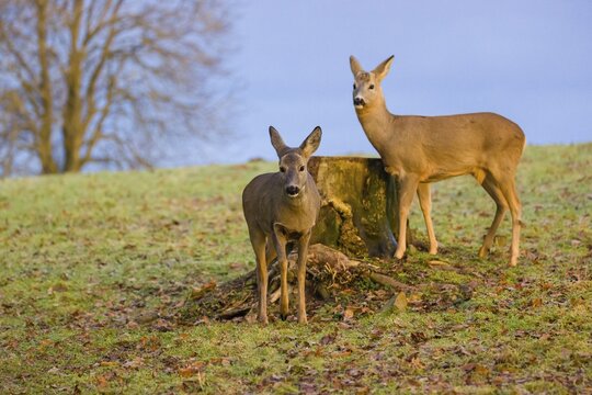 A female and male roe deer (Capreolus capreolus) attentively stand next to a tree stump at sunrise