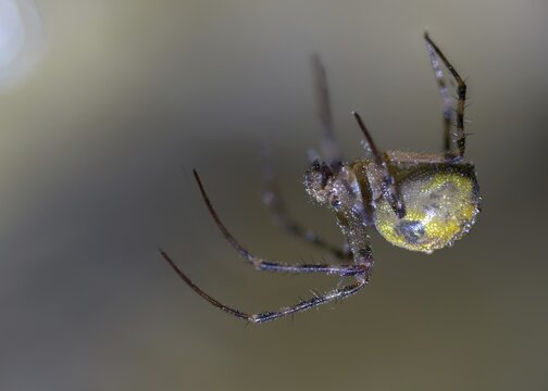 Araneae, European cave spider, cave spider, cave web spider, meta menardi, arachnids, cave orbweaver, cave spider, orbweaving cave spider, spider, spiders