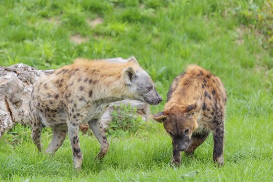 Two adult spotted hyenas (Crocuta crocuta), one male and one female, display courtship behaviour