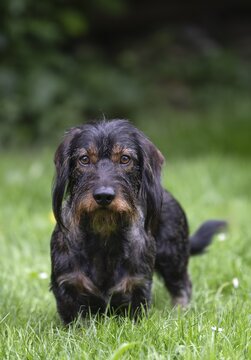 Rough-haired dachshund (Canis lupus familiaris) male, 4 years old, alert, on a meadow, Stuttgart, Baden-W&uuml;rttemberg, Germany