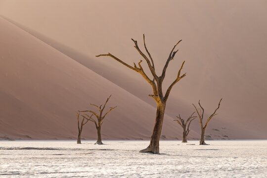 Red sand dunes and white salt pan with dead trees, Dead Vlei, Namib Desert, Namib Naukluft Park, Namibia