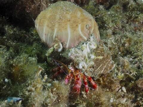 A Red Hermit Crab (Dardanus calidus) with its parasitic rose (Calliactis parasitica), dive site in the Cap de Creus Marine Protected Area, Rosas, Costa Brava, Spain, Mediterranean Sea