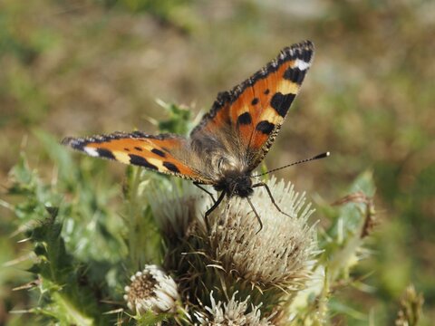 An orange and black butterfly, the Small tortoiseshell (Aglais urticae), perched on a thistle in summer, Goms, Canton of Valais, Switzerland