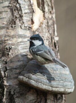 Coal tit, parus ater, periparus ater, pine tit, birds, high size, portrait format, tits, passeri, songbirds, tits, birds