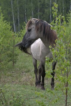 Equus Caballus sspec., horse, konic, odd-toed ungulates, perissodactyla, domesticated animals, pet, high size, portrait format, horses, mammals, ponies, mammals, impaired ungulates