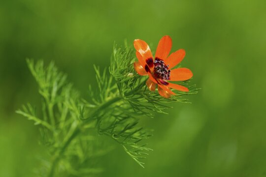 Adonis aestivalis, adonis florets, blood eye, Czech Republic, buttercup family, little devil's eye, ranunculaceae, summer adonis florets, summer blood droplets, Czech Republic, blood droplets, flora, plants, plants, summer pheasant's-eye