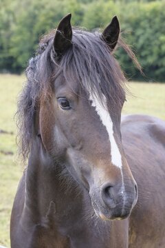 Shetland pony (Equus caballus) stallion in the paddock, North Rhine-Westphalia, Germany