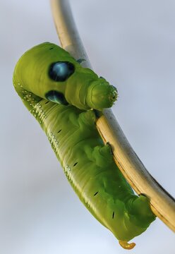 Army Green Moth, Daphnis Nerii, Oleander Hawk-Moth, Oleander Swarmers, High Size, Portrait Format, Inchworm, Insects, Moths, Moths, Moths, Caterpillar, Butterflies