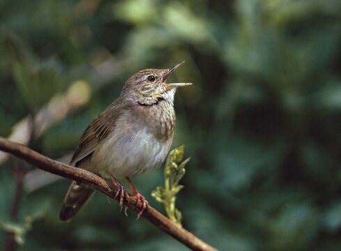 Locustella fluviatilis, river warbler, swirl, birds, song, male, passeri, singing, songbirds, birds