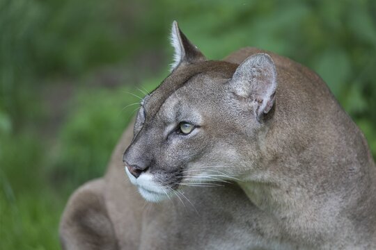 One male cougar, Puma concolor, sideview portrait with green vegetation in the background