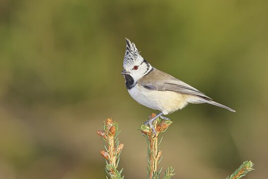 Crested Tit (Lophophanes scalloped ribbonfish), sitting on the top of a young spruce, European spruce (Picea abies), Wilnsdorf, North Rhine-Westphalia, Germany