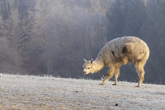 Alpaca (Vicugna pacos), white animal, adult animal, female animal, standing, scratching with hind leg, frost-covered meadow, hilly terrain, forest, fog, winter, snow, minus 15 &deg;C, farm animal, Slovakia