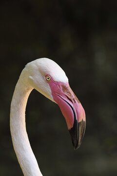 Pink greater flamingo (Phoenicopterus roseus), animal portrait, captive, Uckersdorf Zoo, Hesse, Germany