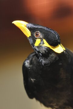 Beo (Gracula religiosa) bird (Gracula indica), occurring in the mountainous regions of South Asia and Southeast Asia, portrait, animal portrait, captive, Hesse, Germany