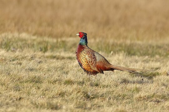Pheasant, hunting pheasant (Phasianus colchicus), adult male bird in a meadow, wildlife, lembruch, ox moor, D&uuml;mmer nature park Park, Lower Saxony, Germany