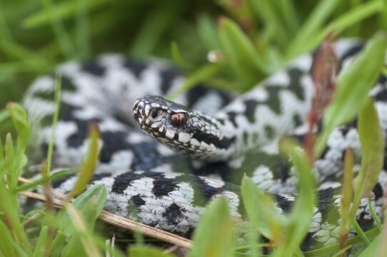 European adder, European viper, venomous snake, vipera berus, critters, poisonous reptiles, male, reptilia, reptiles, snakes, snakes