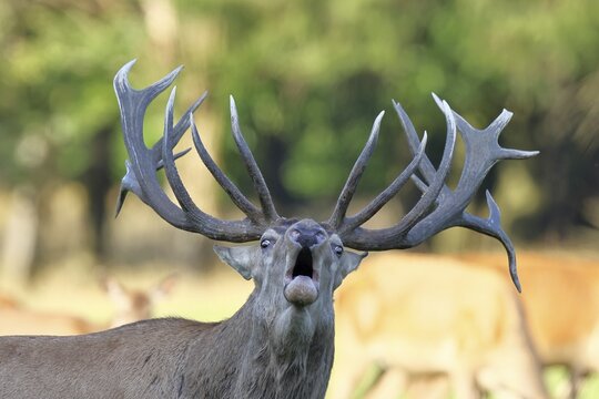 Red deer (Cervus elaphus) during the rutting season, a capital stag roaring in a forest clearing, animal portrait, wildlife, Sauerland, North Rhine-Westphalia, Germany