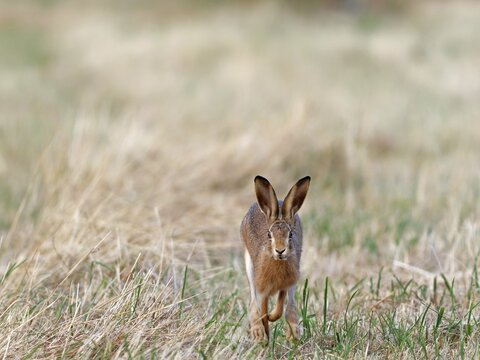 A brown hare (Lepus europaeus) runs towards the photographer across a meadow, Solms, Hesse, Germany