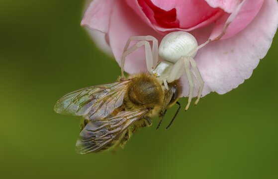 Apidae, apis mellifera, arachnida, bees, European honey bee, European honey bee, flower crab spider, hymenoptera, misumena vatia, arachnids, variable crab spider, western honey bee, western honey bee, prey, flower spider, goldenrod crab spider, honey bee, insects, hunting, crab spider, spider, spiders