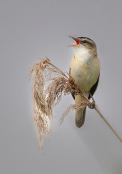 Acrocephalus Schoenobaenus, Sedge Warbler, Birds, Song, Passeri, Singing, Songbirds, Birds, Warbler