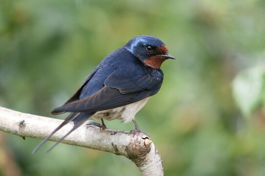 Hirundo rustica, house martin, swallow, birds, passeri, swallows, songbirds, songbirds, birds