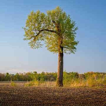 lonely tree in corn field, springtime sunrise scenery in Missouri