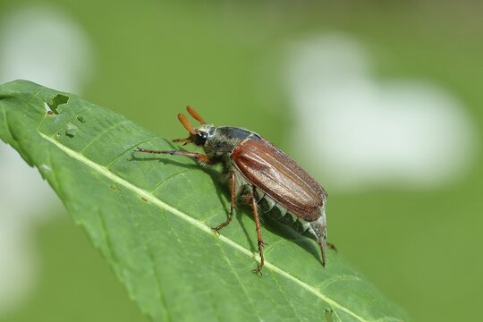 Northern cockchafer (Melolontha hippocastani), male, on a leaf of a horse chestnut (Aesculus hippocastanum), Wilnsdorf, North Rhine-Westphalia, Germany