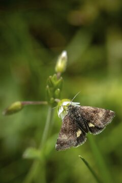 Owl moth, hornwort sunowl, hornwort mulch, noctuidae, panemeria tenebrata, butterfly, high size, portrait format, insects, moths, moths, moths, butterfly, small yellow underwing