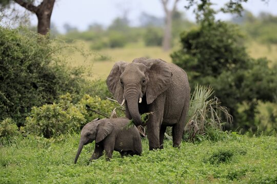 African elephant (Loxodonta africana), adult, female, calf, feeding, social behaviour, Kruger National Park, Kruger National Park, South Africa