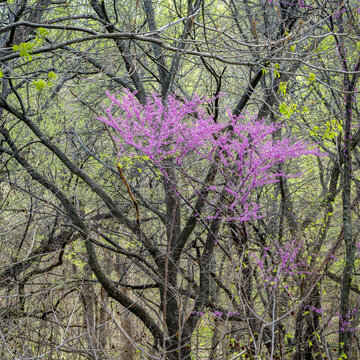 redbud tree blooming in a riparian forest along the Missouri River near Peru, Nebraska